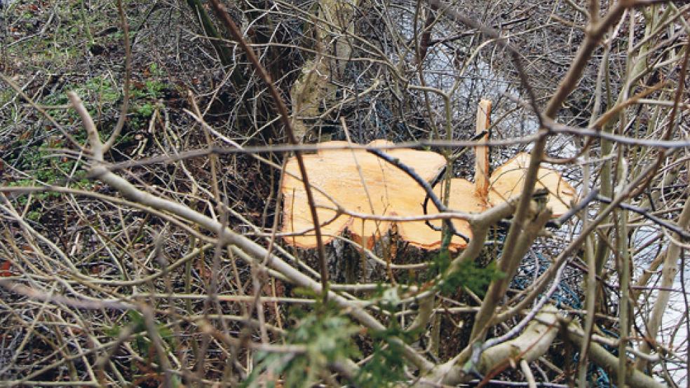 Mehr als 20 Eschen und Erlen wurden aus „Altersgründen“ jetzt an der Königsberger Straße gefällt. © Foto: Hoegen