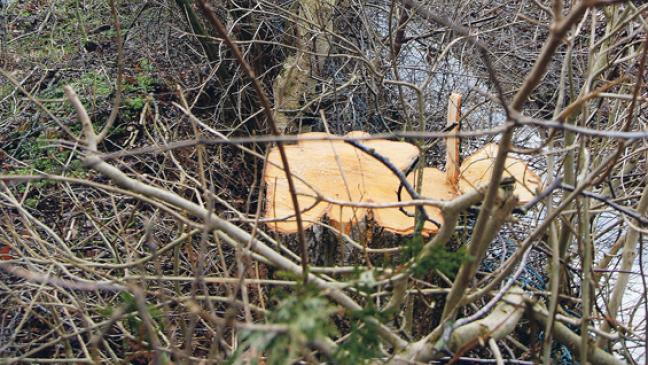 Mehr als 20 Erlen und Eschen gefällt