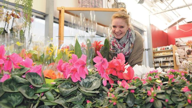 Wenn Blumen bei Frost  einschlafen
