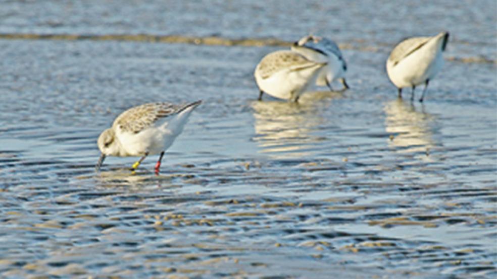 Dieser Sanderling trägt außer Farbringen auch einen kleinen Datenlogger (im Gefieder verborgen). Er wurde im Juli 2015 auf Grönland beringt und im Dezember auf Borkum beobachtet. © Foto: André Thorenmeier