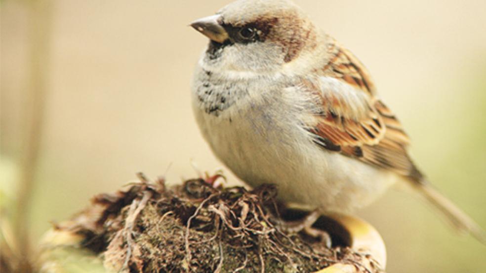 Dauergast in Ostfrieslands Gärten: Der Spatz oder Haussperling. © Foto: NABU Ostfriesland