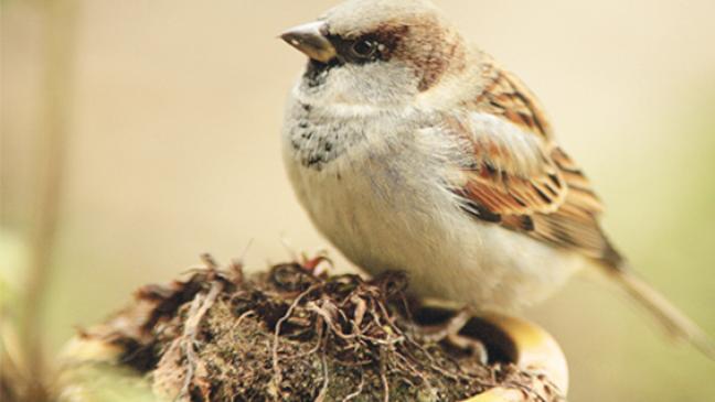 Spatz bleibt Spitzenreiter in Ostfriesland