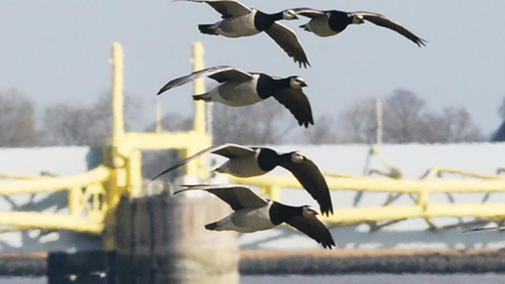 Nonnengänse im Formationsflug vor dem Emssperrwerk: Inwieweit sich das Bauwerk zwischen Nendorp und Gandersum als Schlickbremse eignet, ist bislang unklar. © Foto: Eilert Voß