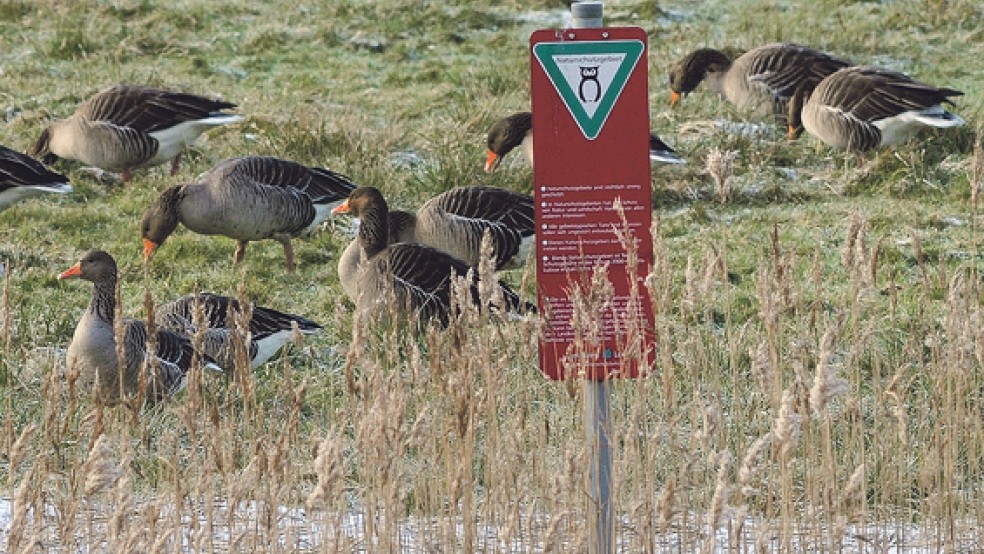 Die Gänsepopulation im Rheiderland macht vielen Landwirten Sorge. © Foto: Eilert Voß