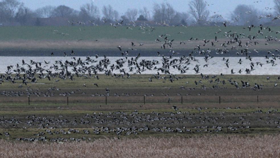 Dürfen Nonnengänse im Rheiderland bald bejagt werden? Umweltverbände schlagen Alarm. © Foto: Eilert Voß