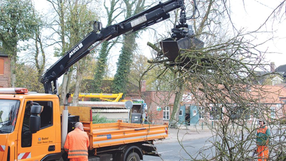 Heute laufen Baumfällarbeiten an der Wiesenstraße. © Archivfoto: Hoegen