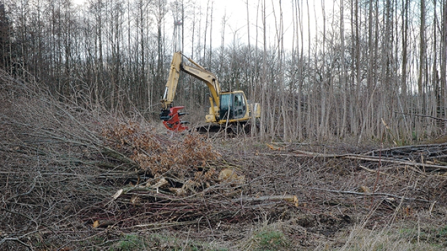 Abholzung ebnet Weg für Baugebiet