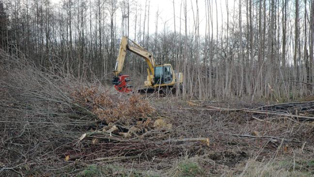 Abholzung ebnet Weg für Baugebiet