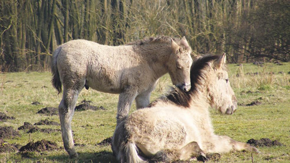 Das vier Wochen alte Hengstfohlen und eine Konikstute genießen die Sonne im Hessepark in Weener. © Foto: Szyska