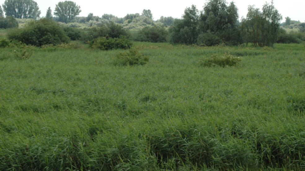 Im Ems-Altarm in Vellage wurden Bäume gefällt, damit dort der geplante Tidepolder angelegt werden kann. © Foto: Szyska