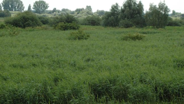 Baumfällungen  bereiten Polder vor