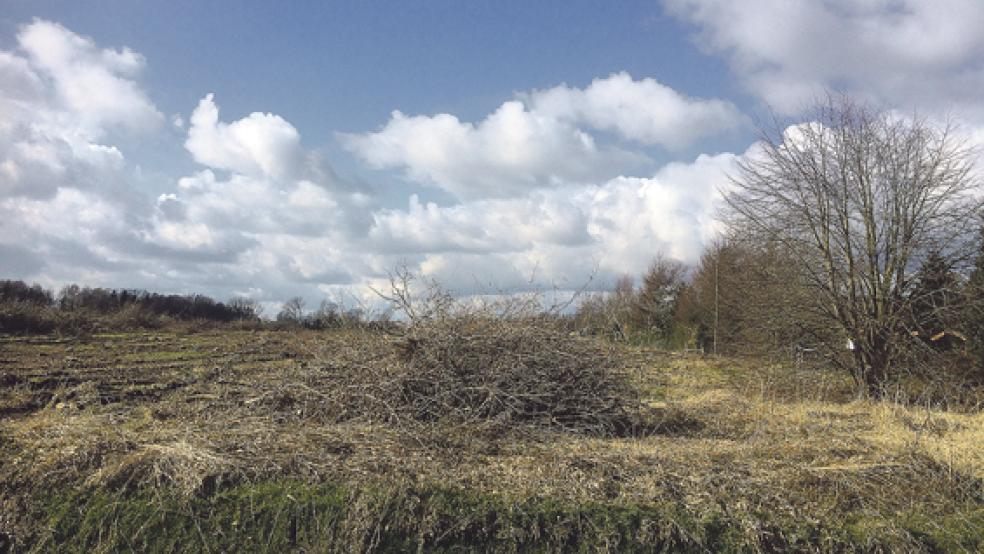 Der Baumbestand auf den rund 2,8 Hektar großen Neubaugebiet »Südlich Dollartstraße« wurde abgeholzt. © Foto: Hanken