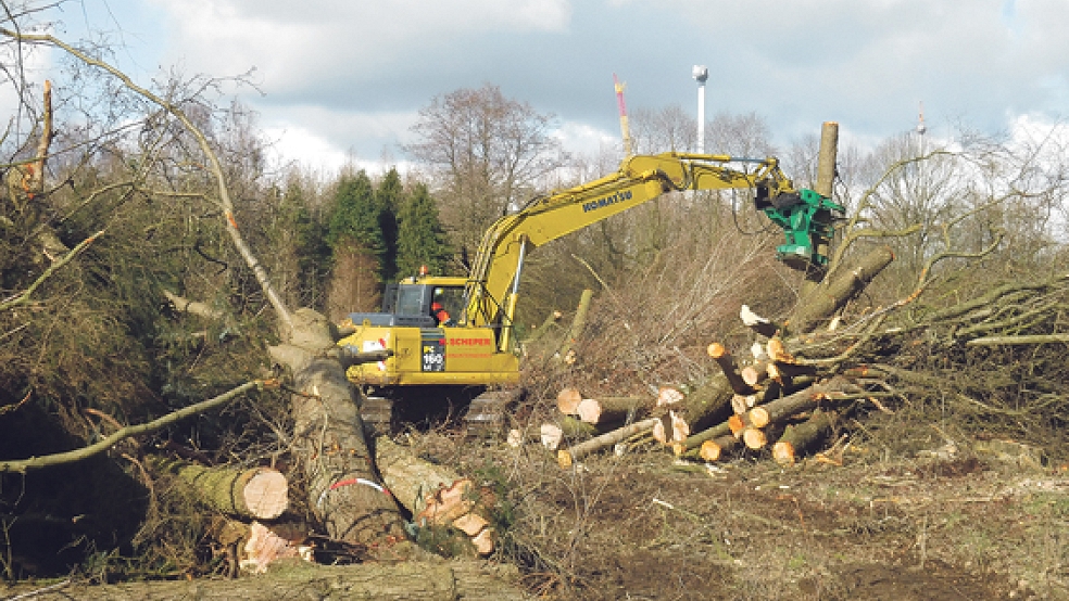 Rodung für das neue Baugebiet: Direkt am Hessepark in Weener wurde ein rund zwei Hektar großes Wäldchen abgeholzt. © Foto: Rutenberg