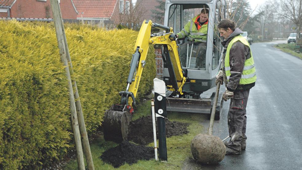 Mitarbeiter der Bunder Firma »Müller & Aeissen« haben in den vergangenen Tagen insgesamt 170 Bäume in Bingum angepflanzt - hier gestern an der Ziegeleistraße. © Foto: Szyska