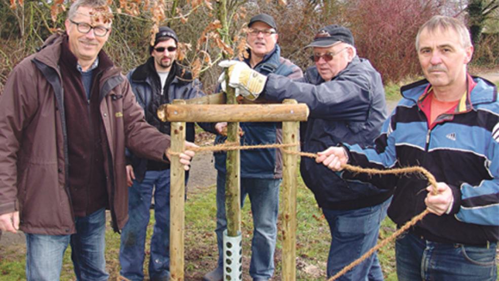 Mehrere Bäume pflanzten 2015 (von links) Helmut Geuken, Matthias Wilken, Theo Timmer, Walter Timmer und Garrelt Janssen vom SPD-Ortsverein Möhlenwarf an. © Archivfoto: Boelmann