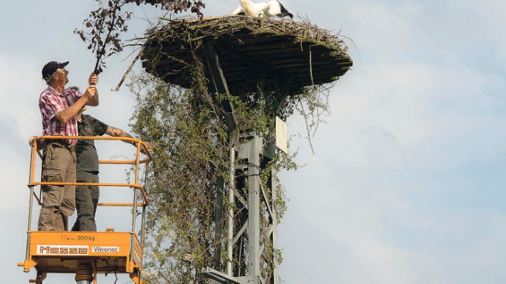 Das Storchennest bei Buschfeld (Archivaufnahme vom Sommer 2015) bleibt eine beliebte Adresse für die gefiederten Gefährten. Jetzt hat sich dort wieder ein Storch niedergelassen. © Archivfoto: Klemmer