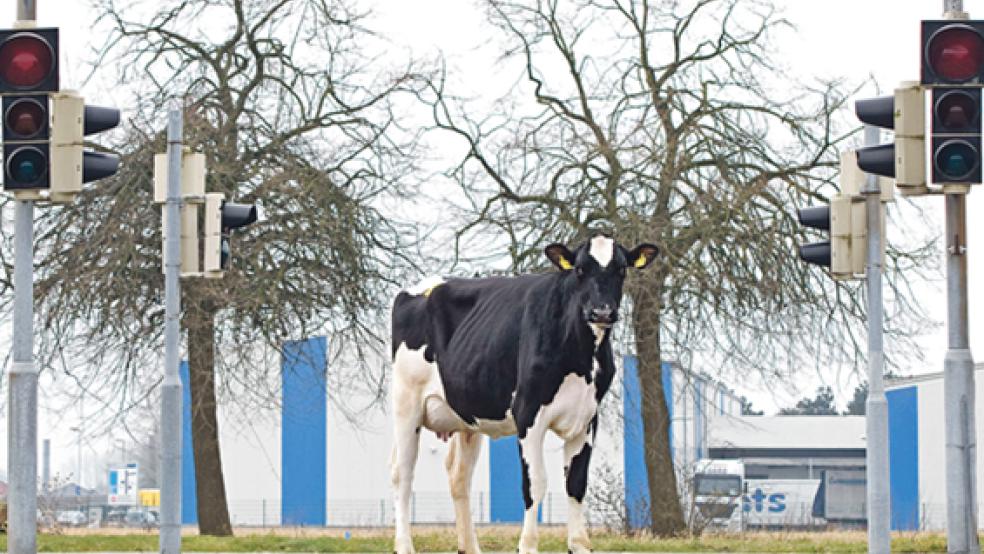 Auktionsfärse Lisa (von Jonas) aus dem Betrieb der Berends GbR in Bunderneuland wechselte zu einem Preis von 1550 Euro den Besitzer. © Foto: Anne-Mette Evers (VOSt)