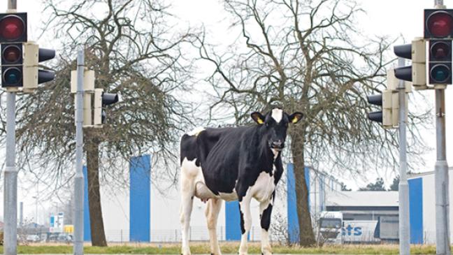 Export belebt das Zuchtvieh-Geschäft