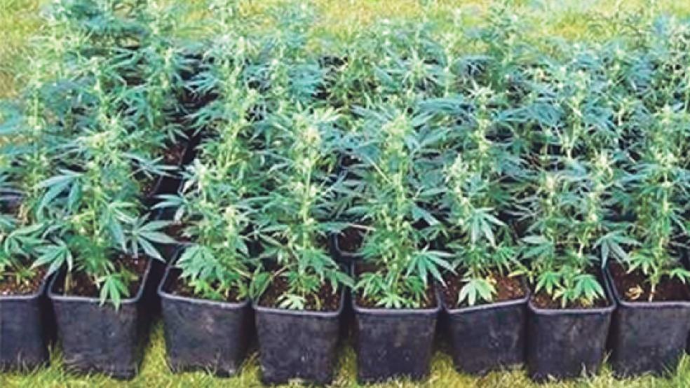 Ein Teil der sichergestellten Pflanzen in Bunderhammrich. © Foto: Polizei