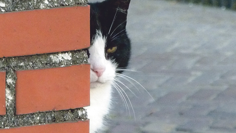 Streunende Katzen werden im Bau- und Umweltausschuss der Stadt Weener ein Thema sein. © Foto: privat