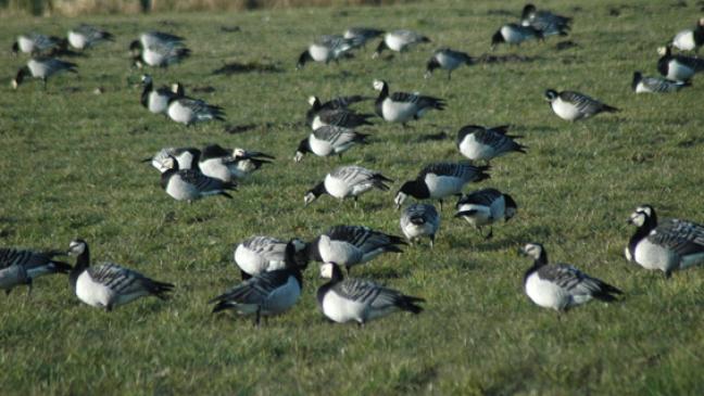 Landrat warnt vor Gänse-Vertreibung
