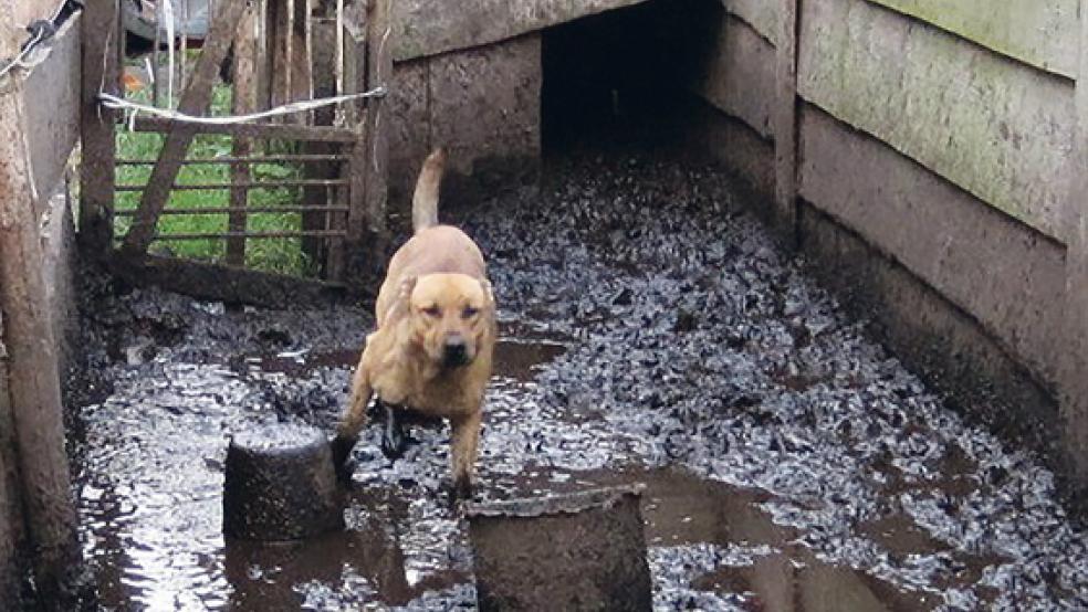 Dieser Hund konnte sich in seinem Zwinger kaum noch bewegen. Das Kreisveterinäramt musste einschreiten.  © Foto: Landkreis