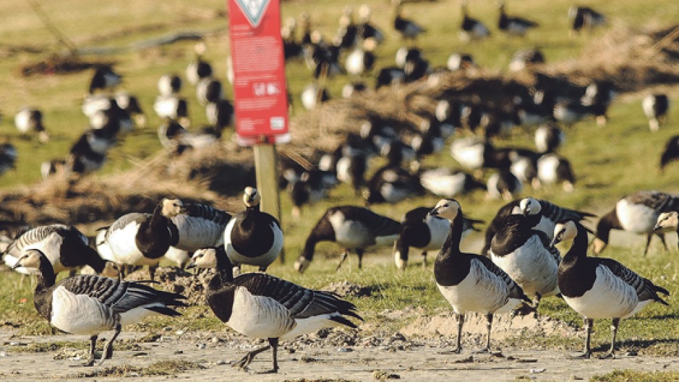 Nonnengänse im Rheiderland bringen Landwirte in existenzielle Nöte. Sie wollen die Tiere ab dem 1. April daran hindern, weiterhin auf ihrem Grünland zu äsen.  © Foto: Eilert Voß