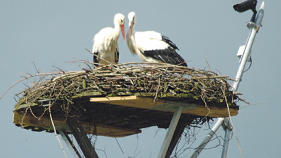 Im Nest auf dem ausgedienten Strommast in Weener-Buschfeld hat sich ein Storchenpaar zusammengefunden. © Foto: Szyska