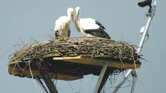 Frühlingsgefühle im Storchennest