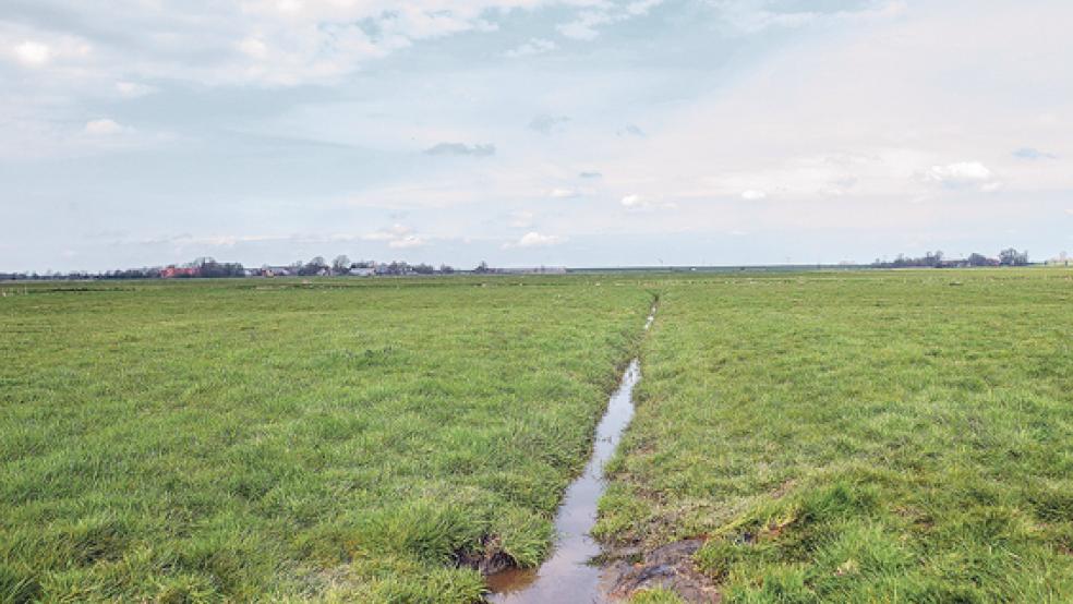 Auf diesem Feld unweit des Wehrlandweges in Midlum wurde am Dienstag die Leiche von Lars Wunder entdeckt. Obwohl Suchaktionen im Umfeld stattfanden, wurde der Tote nicht eher entdeckt. © Foto: Klemmer
