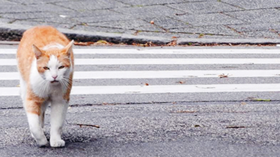 Streunende Katzen sind auch im Rheiderland keine Seltenheit. Aber wer ist zuständig für diese »Streuner«? © Foto: Birgit Rutenberg