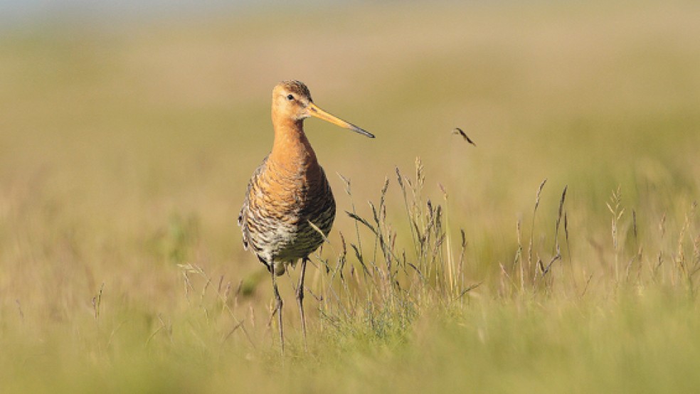 Die Uferschnepfe gehört zu den Wiesenvögeln, die geschützt werden sollen. © Foto: Frank Brüning