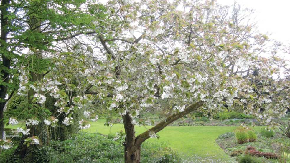 Blick in Pagels’ Garten: Der Prunus in voller Blüte. © Foto: privat