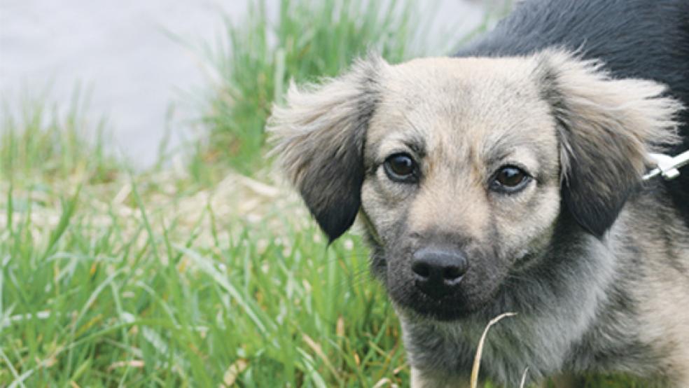 Hündin »Darling« ist sehr anhänglich und freut sich über jeden Zwei- und Vierbeiner. © Foto: Tierschutz Rheiderland