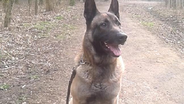 Schäferhund sucht neues Zuhause