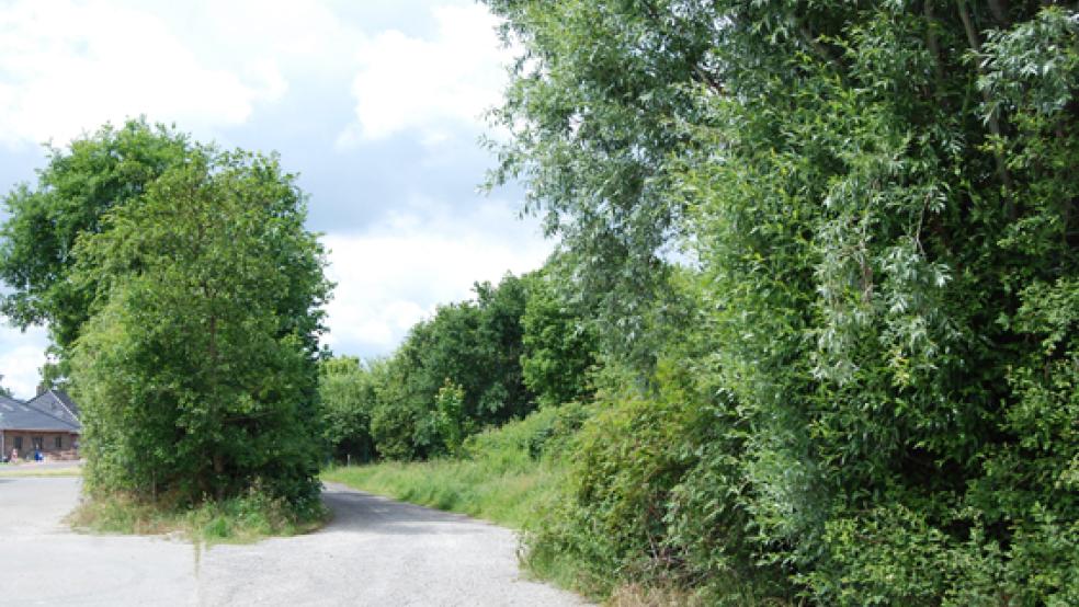 Vor dem Abholzen des Baumbestandes auf dem Areal des künftigen Neubaugebietes dominierte noch Grün das Areal. © Foto: Hoegen