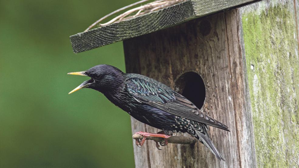 Der Star kann die Stimmen anderer Vögel perfekt nachahmen. © Foto: Frank Hecker