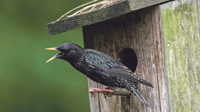Eine Stunde lang Vögel beobachten