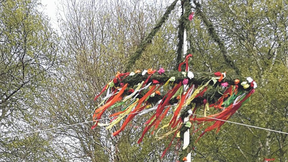 Diesen rund zehn Meter hohen Maibaum haben rund 20 Pogumer am Ditzumer Hafen gestohlen und vor dem Dörphuus an der Pogumer Straße aufgestellt. © Foto: Wolters