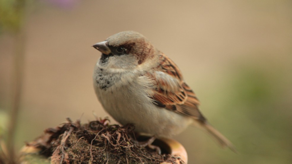 Dauergewinner bei der Stunde der Gartenvogel und doch auf der Vorwarnstufe der Roten Liste: Der Haussperling.  © Foto: Fotonatur