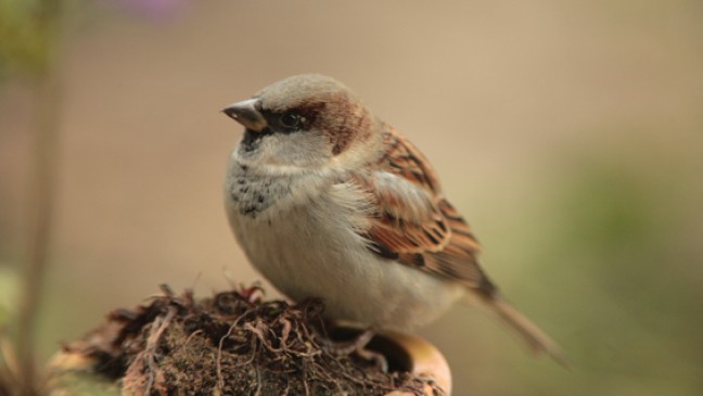 Ab morgen »Stunde der Gartenvögel«