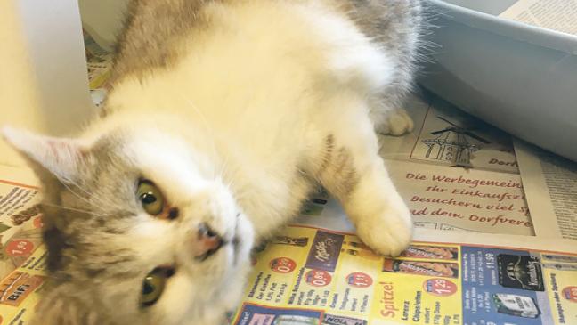 »Sigrid« hat viel Charme