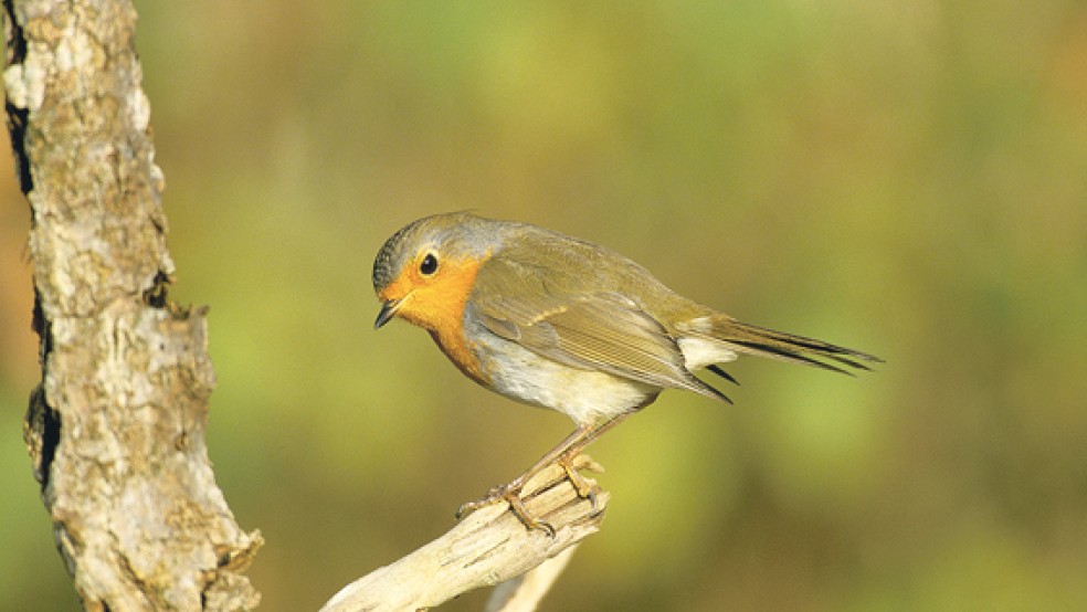 Ein Gewinner könnte das Rotkehlchen sein, das momentan ein starkes Plus im Bestand aufweist. © Foto: Hecker