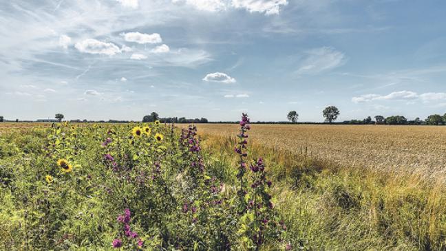 Mit Kapitaleinsatz die Natur schützen