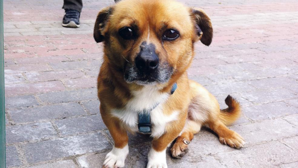 Der Mops-Dackel-Mix Bruno ist ein umgänglicher Gefährte. © Foto: Tierschutz