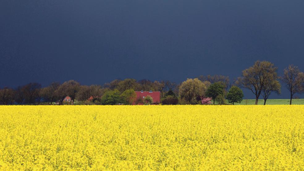 Für den Fotoband »Ditzum und Umgebung: Eine Fotosafari rund um ein Fischerdorf an der Ems« hat Lydia Tuijnman aus Ditzum auch ein Rapsfeld fotografiert.  © Foto: Lydia Tuijnman 