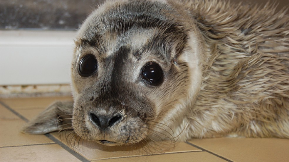 In Norddeich ist Niedersachsens erster Heuler des Jahres 2016 aufgenommen worden: »Olli 9«. © Foto: Seehundstation 