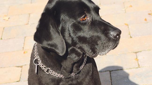 »Jack« sucht ein Zuhause