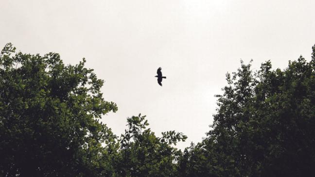 Was wird aus Krähenkolonie am Park?