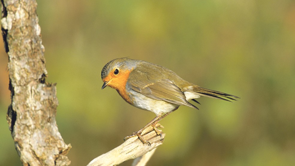 Mehr Rotkehlchen singen im Vergleich zum Vorjahr. in ostfriesischen Gärten. Bei der »Stunde der Gartenvögel« ist der Haussperling in Ostfriesland allerdings der Seriensieger. © Foto: Frank Hecker